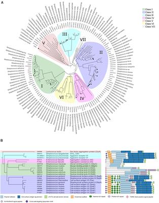 Polymer Adhesin Domains in Gram-Positive Cell Surface Proteins